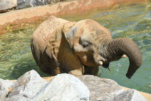 Elephant in pool