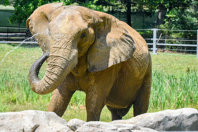 Elephant splashing water