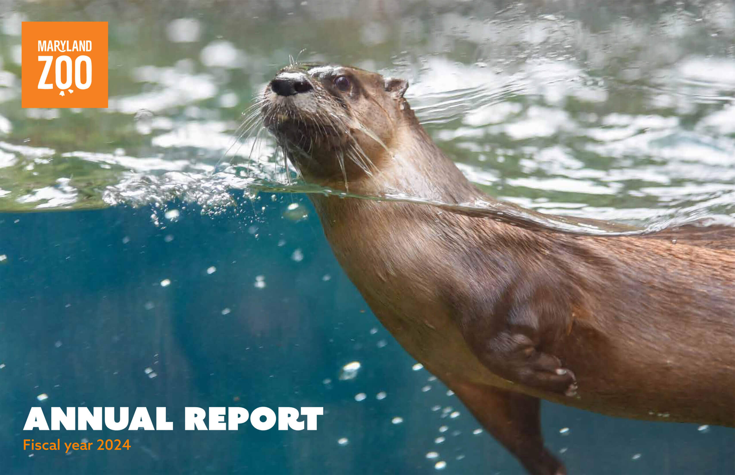 Otter swimming on annual report 2024 cover