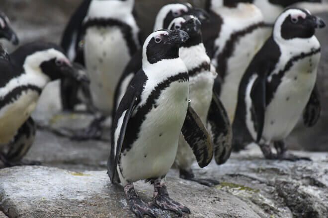 African penguin colony